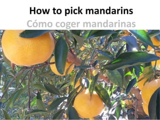 How to pick mandarins
Cómo coger mandarinas
 