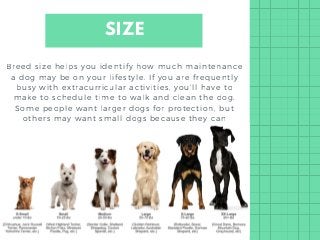 Adam Croman | How to Pick the Right Dog Breed For Your Personality