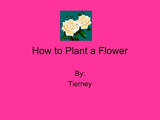 How to Plant a Flower By: Tierney 