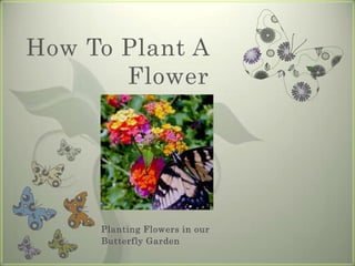 How To Plant A Flower Planting Flowers in our Butterfly Garden 