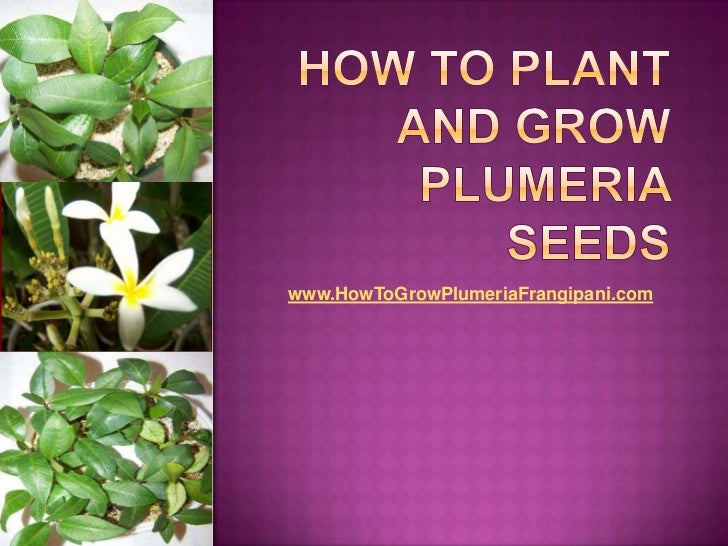 How To Plant And Grow Plumeria Seeds
