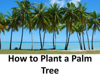Palm Tree Planting Guide.pdf How to plant a palm tree | PDF
