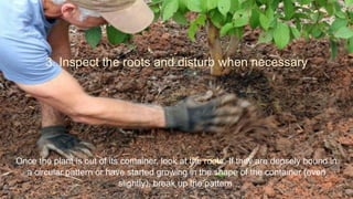 3. Inspect the roots and disturb when necessary
Once the plant is out of its container, look at the roots. If they are densely bound in
a circular pattern or have started growing in the shape of the container (even
slightly), break up the pattern.
 