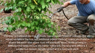 4. Don’t amend the soil
Contrary to traditional planting methods, contemporary research indicates that you
should not amend the hole with additional organic material (unless you intend to
amend the entire area where roots will eventually grow). Roots growing in
amended soil rarely venture into harder native soil. The long-term affect is a
smaller root system, reduced growth and a less hardy plant.
 