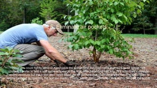 5. Eliminate air pockets
While you could lightly tamp or hand-pack the soil around the plant roots to ensure good soil-to-root
contact, I prefer to add a stiff spray of water to the hole after backfilling half way. Not only does it provide
needed moisture but the water also helps eliminate air pockets that could otherwise result in dead roots or
worse (without compacting the soil too much). Finally, water again gently but thoroughly once all the soil is
in place.
 