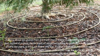 6. Add mulch
Starting about two inches from the trunk (leave this area exposed), place roughly
two inches of organic matter such as shredded leaves, or ground bark or nuggets
around the plant, at least out to the drip line. Further is better. Mulch helps retain
much-needed moisture and helps keep roots cooler near the surface—a very
important requirement for newly installed plants.
 