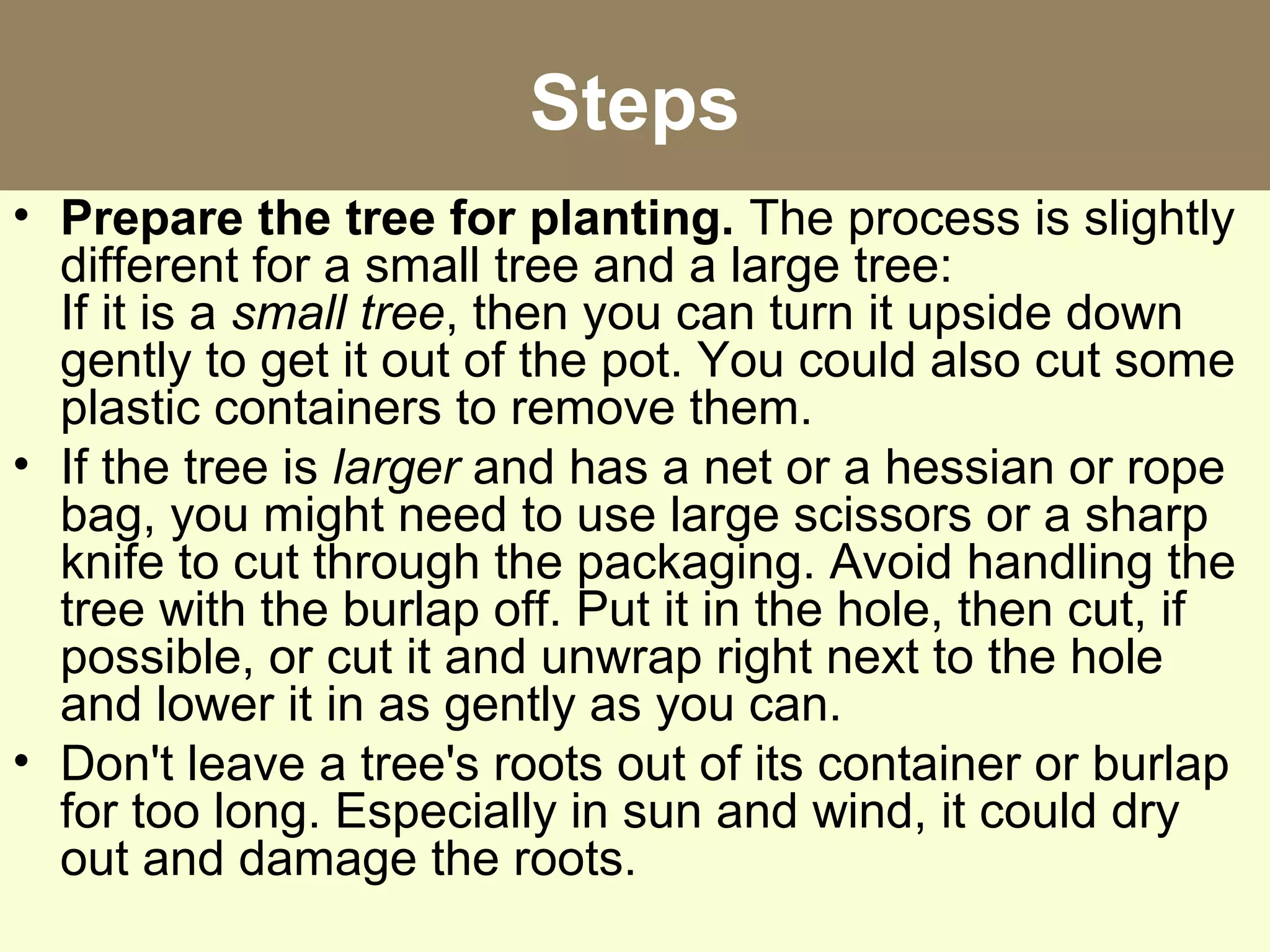 Steps
• Prepare the tree for planting. The process is slightly
different for a small tree and a large tree:
If it is a small tree, then you can turn it upside down
gently to get it out of the pot. You could also cut some
plastic containers to remove them.
• If the tree is larger and has a net or a hessian or rope
bag, you might need to use large scissors or a sharp
knife to cut through the packaging. Avoid handling the
tree with the burlap off. Put it in the hole, then cut, if
possible, or cut it and unwrap right next to the hole
and lower it in as gently as you can.
• Don't leave a tree's roots out of its container or burlap
for too long. Especially in sun and wind, it could dry
out and damage the roots.
 