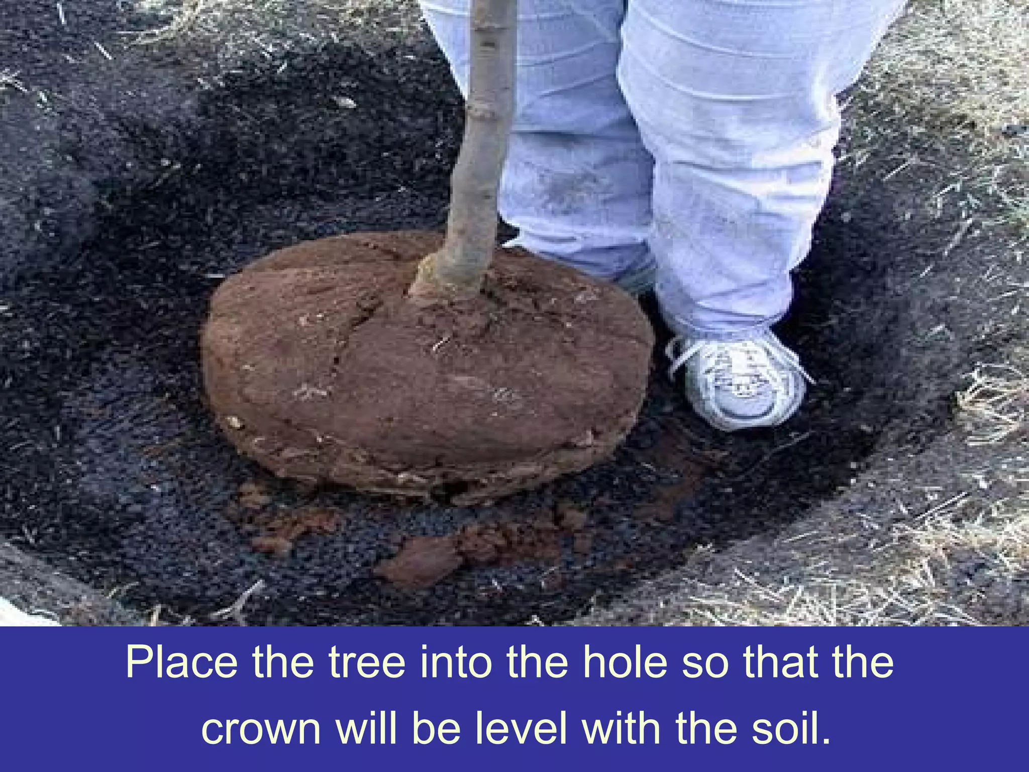 Place the tree into the hole so that the
crown will be level with the soil.
 