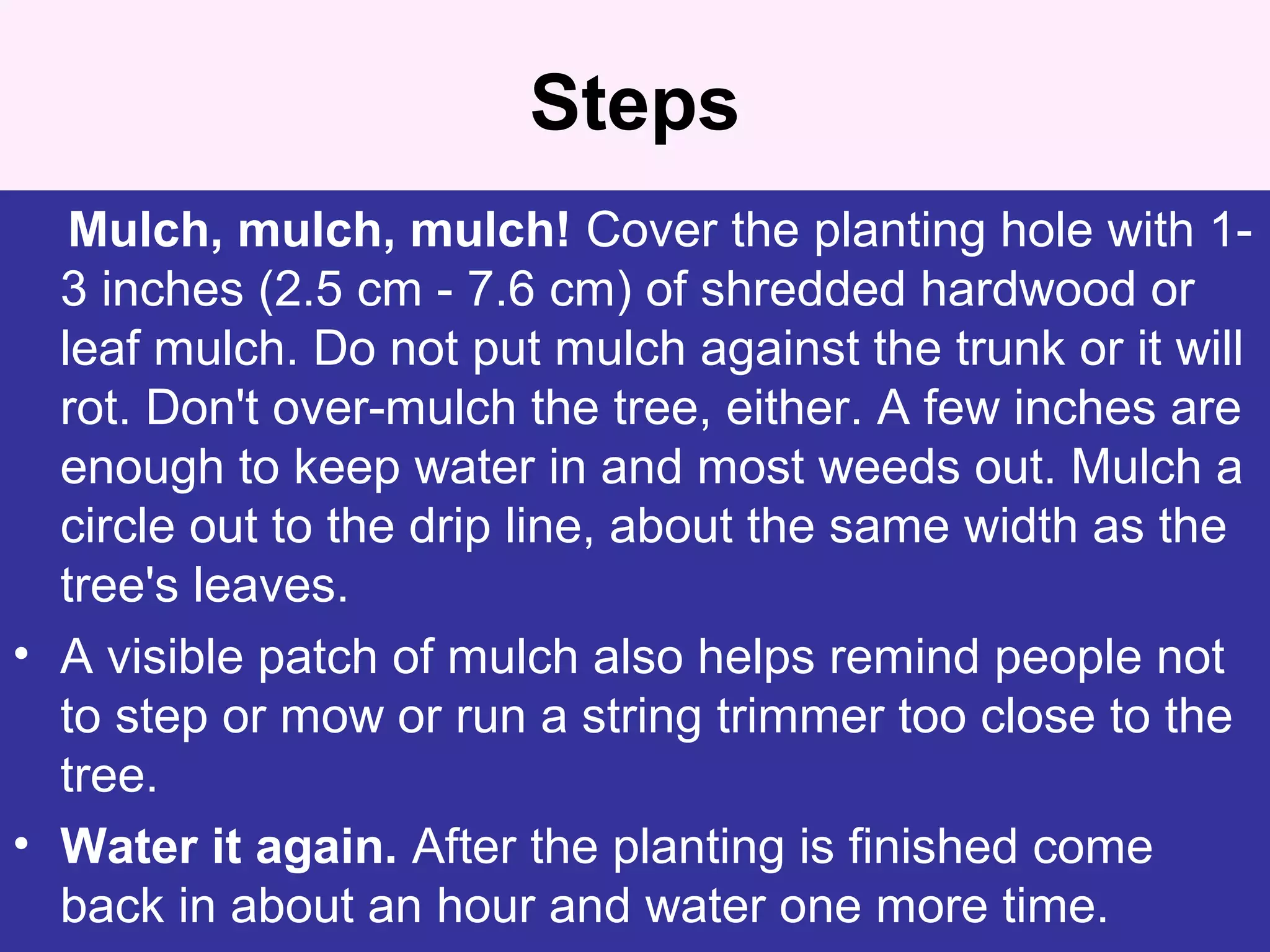 Steps
Mulch, mulch, mulch! Cover the planting hole with 1-
3 inches (2.5 cm - 7.6 cm) of shredded hardwood or
leaf mulch. Do not put mulch against the trunk or it will
rot. Don't over-mulch the tree, either. A few inches are
enough to keep water in and most weeds out. Mulch a
circle out to the drip line, about the same width as the
tree's leaves.
• A visible patch of mulch also helps remind people not
to step or mow or run a string trimmer too close to the
tree.
• Water it again. After the planting is finished come
back in about an hour and water one more time.
 