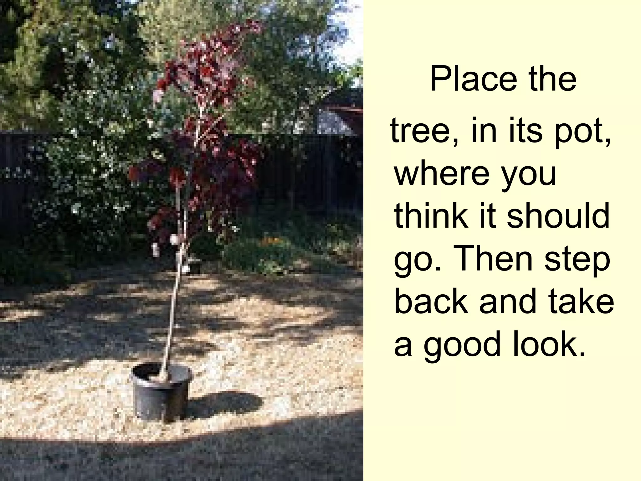 Place the
tree, in its pot,
where you
think it should
go. Then step
back and take
a good look.
 