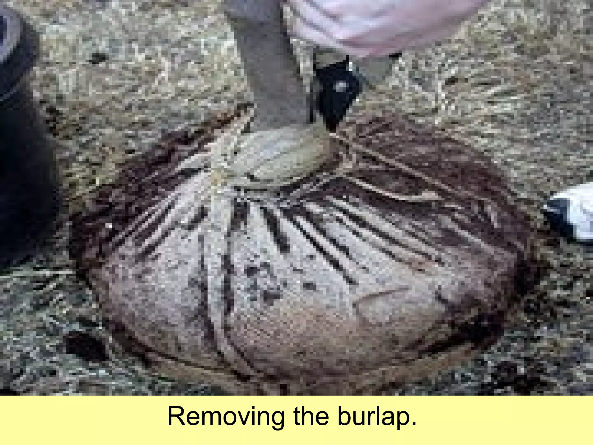 Removing the burlap.
 