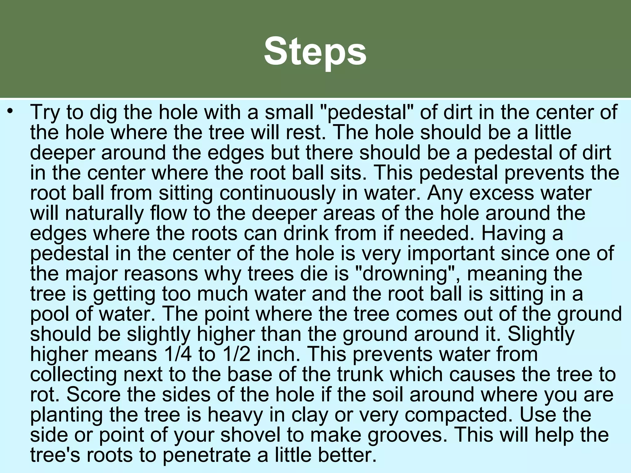 Steps
• Try to dig the hole with a small "pedestal" of dirt in the center of
the hole where the tree will rest. The hole should be a little
deeper around the edges but there should be a pedestal of dirt
in the center where the root ball sits. This pedestal prevents the
root ball from sitting continuously in water. Any excess water
will naturally flow to the deeper areas of the hole around the
edges where the roots can drink from if needed. Having a
pedestal in the center of the hole is very important since one of
the major reasons why trees die is "drowning", meaning the
tree is getting too much water and the root ball is sitting in a
pool of water. The point where the tree comes out of the ground
should be slightly higher than the ground around it. Slightly
higher means 1/4 to 1/2 inch. This prevents water from
collecting next to the base of the trunk which causes the tree to
rot. Score the sides of the hole if the soil around where you are
planting the tree is heavy in clay or very compacted. Use the
side or point of your shovel to make grooves. This will help the
tree's roots to penetrate a little better.
 