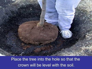 Place the tree into the hole so that the
crown will be level with the soil.
 