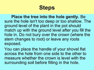 Steps
Place the tree into the hole gently. Be
sure the hole isn't too deep or too shallow. The
ground level of the plant in the pot should
match up with the ground level after you fill the
hole in. Do not bury over the crown (where the
stem changes to root) or leave any roots
exposed.
You can place the handle of your shovel flat
across the hole from one side to the other to
measure whether the crown is level with the
surrounding soil before filling in the hole.
 