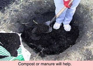Compost or manure will help.
 