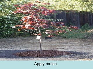 Apply mulch.
 
