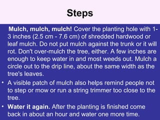 Steps
Mulch, mulch, mulch! Cover the planting hole with 1-
3 inches (2.5 cm - 7.6 cm) of shredded hardwood or
leaf mulch. Do not put mulch against the trunk or it will
rot. Don't over-mulch the tree, either. A few inches are
enough to keep water in and most weeds out. Mulch a
circle out to the drip line, about the same width as the
tree's leaves.
• A visible patch of mulch also helps remind people not
to step or mow or run a string trimmer too close to the
tree.
• Water it again. After the planting is finished come
back in about an hour and water one more time.
 