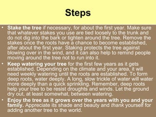 Steps
• Stake the tree if necessary, for about the first year. Make sure
that whatever stakes you use are tied loosely to the trunk and
do not dig into the bark or tighten around the tree. Remove the
stakes once the roots have a chance to become established,
after about the first year. Staking protects the tree against
blowing over in the wind, and it can also help to remind people
moving around the tree not to run into it.
• Keep watering your tree for the first few years as it gets
established. Depending on the climate and your area, it will
need weekly watering until the roots are established. To form
deep roots, water deeply. A long, slow trickle of water will water
more deeply than a quick sprinkling. Remember, deep roots
help your tree to be resist droughts and winds. Let the ground
dry out, at least somewhat, between watering.
• Enjoy the tree as it grows over the years with you and your
family. Appreciate its shade and beauty and thank yourself for
adding another tree to the world.
 
