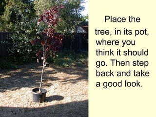 Place the
tree, in its pot,
where you
think it should
go. Then step
back and take
a good look.
 