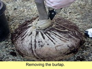Removing the burlap.
 