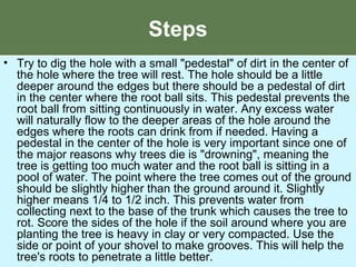 Steps
• Try to dig the hole with a small "pedestal" of dirt in the center of
the hole where the tree will rest. The hole should be a little
deeper around the edges but there should be a pedestal of dirt
in the center where the root ball sits. This pedestal prevents the
root ball from sitting continuously in water. Any excess water
will naturally flow to the deeper areas of the hole around the
edges where the roots can drink from if needed. Having a
pedestal in the center of the hole is very important since one of
the major reasons why trees die is "drowning", meaning the
tree is getting too much water and the root ball is sitting in a
pool of water. The point where the tree comes out of the ground
should be slightly higher than the ground around it. Slightly
higher means 1/4 to 1/2 inch. This prevents water from
collecting next to the base of the trunk which causes the tree to
rot. Score the sides of the hole if the soil around where you are
planting the tree is heavy in clay or very compacted. Use the
side or point of your shovel to make grooves. This will help the
tree's roots to penetrate a little better.
 