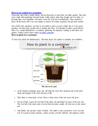How to set a plant in a container
Some time ago I had a couple friends ask me about how to start their own little garden. They had
never really tried gardening beyond having a little indoor plant they bought out of a whim, so
growing their own vegetables and mayor crops felt a bit too overwhelming. They wanted to
know all the basics and I was very happy to answer all of their questions and get them started.
One of their first questions was how to set a plant to grow in a pot. I think this is a very good
question, one that many people who is starting also have. So I decided to make a post about it.
Here it is, a small introduction to container gardening for anybody wanting to start their own
garden. I made it back when I plant my globe amaranth
How to plant in a container
To start, let's check the fundamentals. The basic layers for a plant in container are as follows.
The layers in a pot
 At the bottom a drainage layer, this will help the water flow properly and avoid water
clogs and damage to the roots because of this.
 Then there is a base layer of soil. Here is where most of the new roots will grow.
 On top of that, it goes the root ball of the plant, all surrounded by more of the new soil.
The root ball is the main mesh of roots from the plant, usually all what was on the starter
pot.
 And finally, the top layer made of mulch. The mulch is just a protective cover over the
soil. It is good to retain moisture, reduce erosion, provide nutrients and suppress weeds.
 