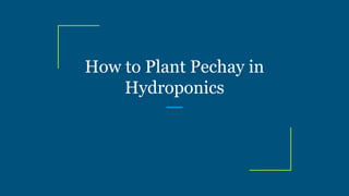How to Plant Pechay in
Hydroponics
 