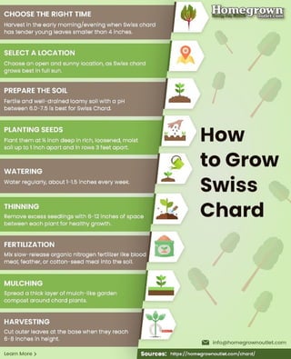 How To Plant Swiss Chard - Homegrown Outlet