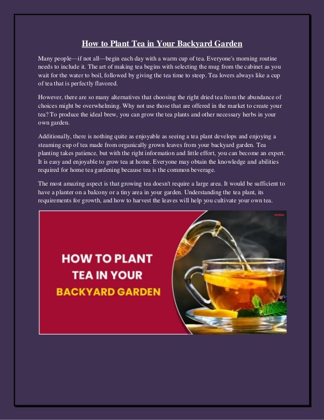 How to Plant Tea in Your Backyard Garden
Many people—if not all—begin each day with a warm cup of tea. Everyone's morning routine
needs to include it. The art of making tea begins with selecting the mug from the cabinet as you
wait for the water to boil, followed by giving the tea time to steep. Tea lovers always like a cup
of tea that is perfectly flavored.
However, there are so many alternatives that choosing the right dried tea from the abundance of
choices might be overwhelming. Why not use those that are offered in the market to create your
tea? To produce the ideal brew, you can grow the tea plants and other necessary herbs in your
own garden.
Additionally, there is nothing quite as enjoyable as seeing a tea plant develops and enjoying a
steaming cup of tea made from organically grown leaves from your backyard garden. Tea
planting takes patience, but with the right information and little effort, you can become an expert.
It is easy and enjoyable to grow tea at home. Everyone may obtain the knowledge and abilities
required for home tea gardening because tea is the common beverage.
The most amazing aspect is that growing tea doesn't require a large area. It would be sufficient to
have a planter on a balcony or a tiny area in your garden. Understanding the tea plant, its
requirements for growth, and how to harvest the leaves will help you cultivate your own tea.
 