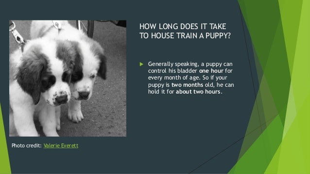 how should it take to potty a how to potty your bernard how should it take to potty a how to potty your bernard