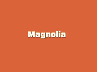 Magnolia
 