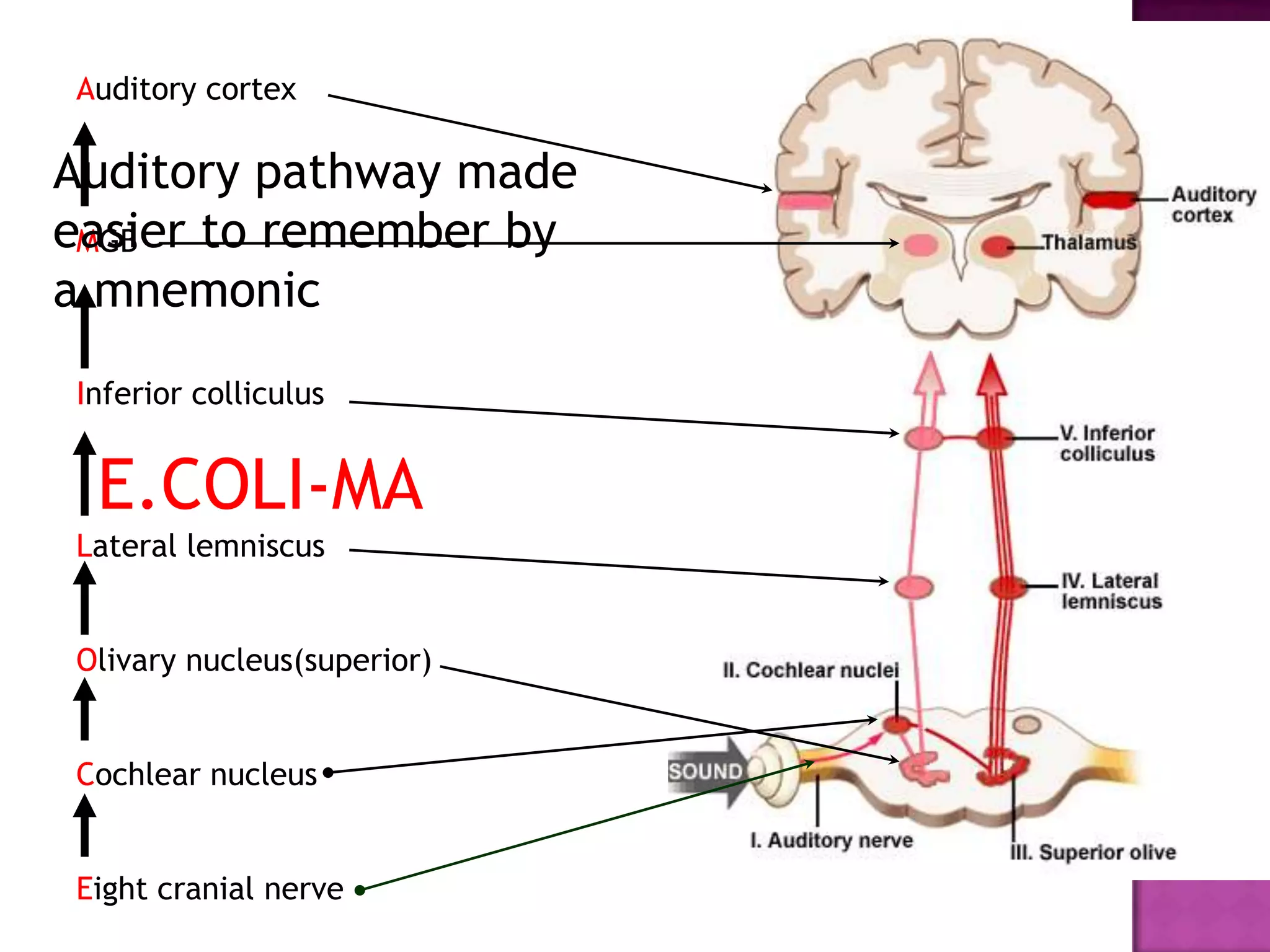 Auditory cortex

Auditory pathway made
easier to remember by
 MGB
a mnemonic
Inferior colliculus


 E.COLI-MA
Lateral lemniscus


Olivary nucleus(superior)


Cochlear nucleus


Eight cranial nerve
 