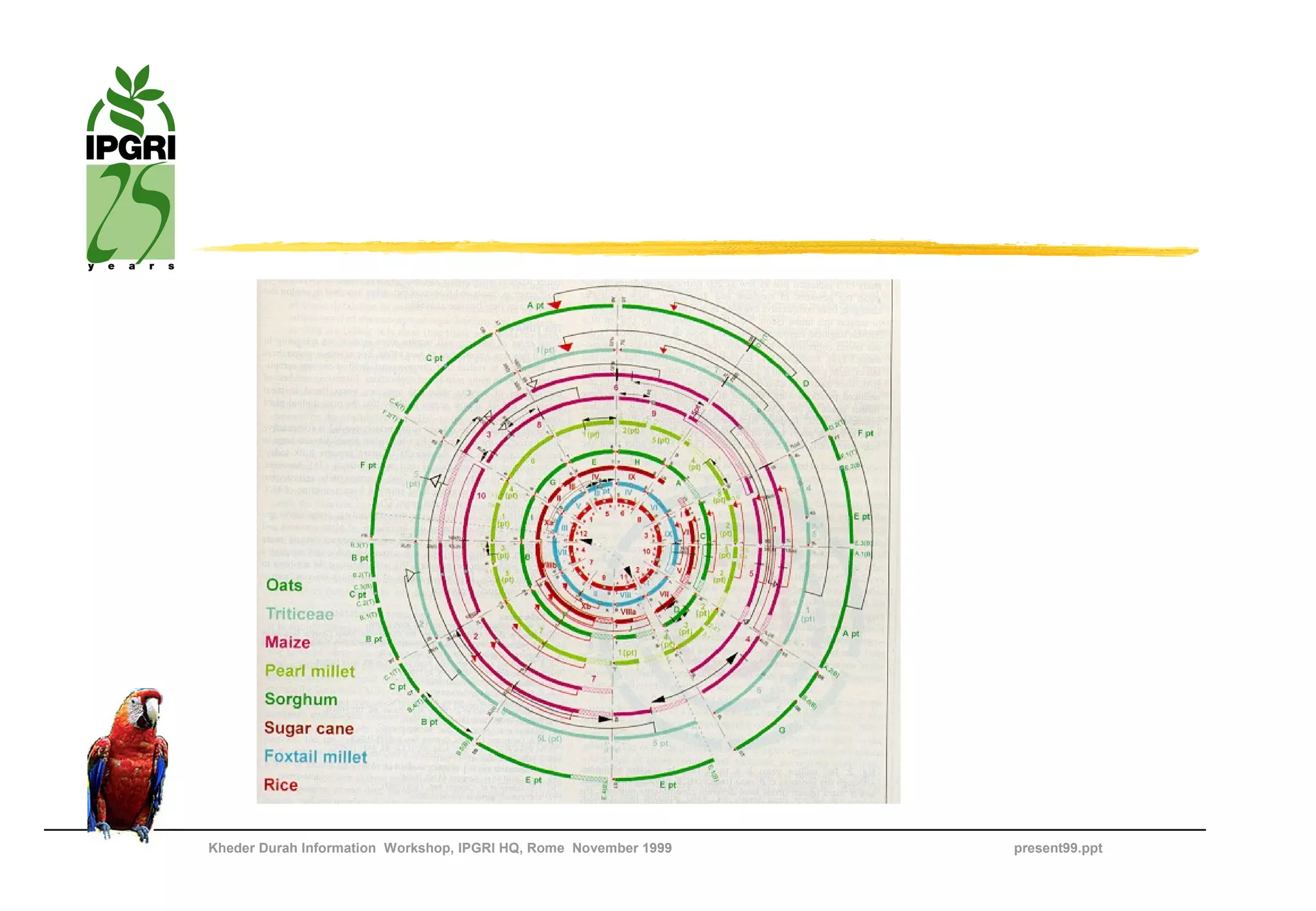 Kheder Durah Information Workshop, IPGRI HQ, Rome November 1999   present99.ppt
 