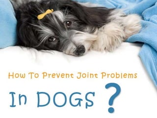 How to prevent joint problem in dogs