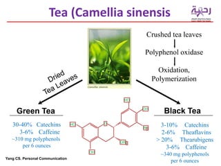 Green Tea Black Tea
30-40% Catechins
3-6% Caffeine
~310 mg polyphenols
per 6 ounces
3-10% Catechins
2-6% Theaflavins
> 20% Thearubigens
3-6% Caffeine
~340 mg polyphenols
per 6 ounces
Crushed tea leaves
Polyphenol oxidase
Oxidation,
Polymerization
O
OR2
HO
OH
OH
R1
HO
Yang CS. Personal Communication
Tea (Camellia sinensis
 