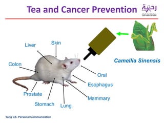 Tea and Cancer Prevention
Camellia Sinensis
Yang CS. Personal Communication
SkinLiver
Colon
Oral
Esophagus
LungStomach
Prostate
Mammary
 