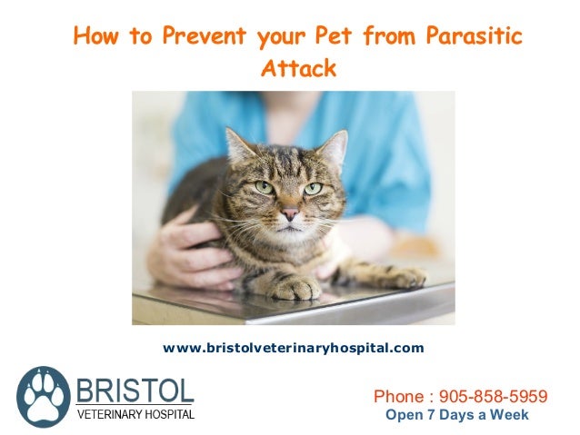 how to attack your how to prevent your pet from parasitic attack how to attack your how to prevent your pet from parasitic attack