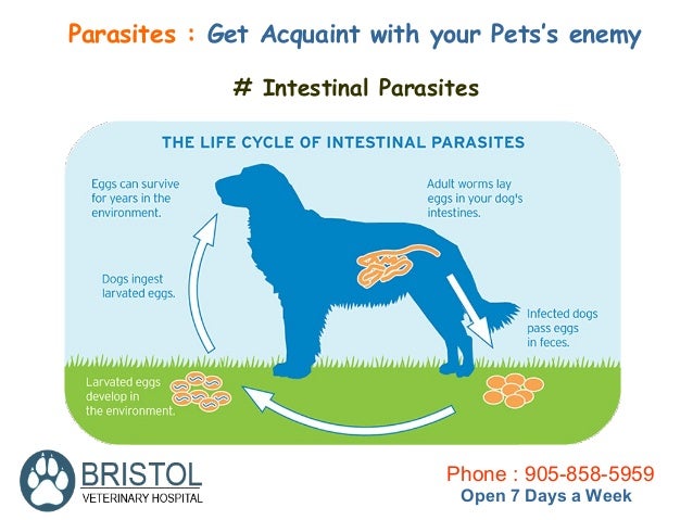 how to attack your how to prevent your pet from parasitic attack how to attack your how to prevent your pet from parasitic attack