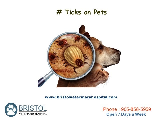 how to attack your how to prevent your pet from parasitic attack how to attack your how to prevent your pet from parasitic attack