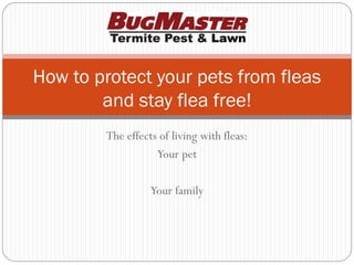 How to protect your pets from fleas
        and stay flea free!
        The effects of living with fleas:
                   Your pet

                  Your family
 