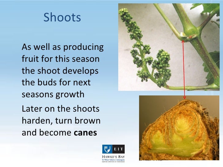 How To Prune A Grapevine In Summer - How To Trim Grape Vines In Winter