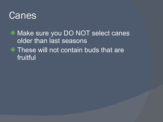Canes <ul><li>Make sure you DO NOT select canes older than last seasons </li></ul><ul><li>These will not contain buds that...