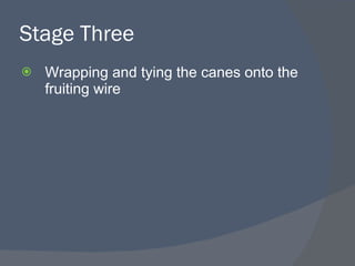 Stage Three <ul><li>Wrapping and tying the canes onto the fruiting wire </li></ul>