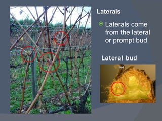 Laterals Lateral bud <ul><li>Laterals come from the lateral or prompt bud </li></ul>