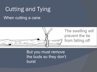 Cutting and Tying <ul><li>When cutting a cane </li></ul>The swelling will prevent the tie from falling off But you must re...