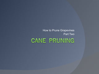 How to Prune Grapevines Part Two 
