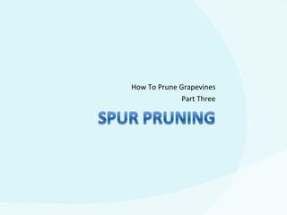 How To Prune Grapevines Part Three 