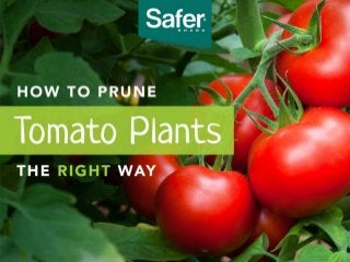 How to Prune Tomato Plants the Right Way
 