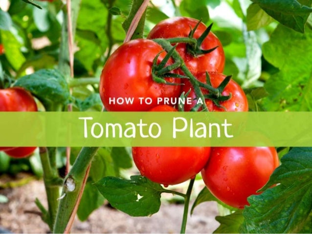 How to Prune Tomato Plants the Right Way