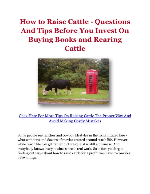 How to Raise Cattle Questions And Tips Before You Invest On Buying